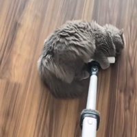 掃除機のヘッドを前足で抱える猫