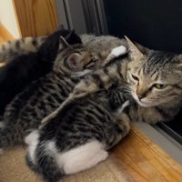 子猫たちに囲まれて横になるアメルちゃん