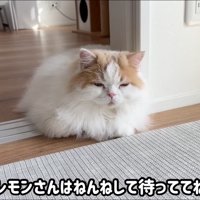 眠たそうに床の上に座り込む猫