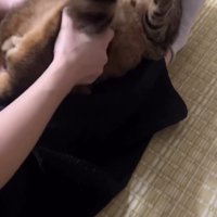 後ろ足を持たれ顔が見えている猫