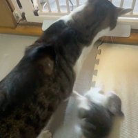 猫の背中から落ちた子猫