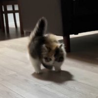 飼い主を見て背中を丸める子猫
