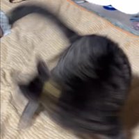 回る猫