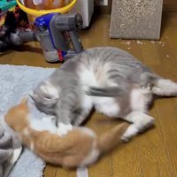子猫を両手で突っぱねるサバトラ