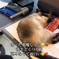 仰向けになる猫