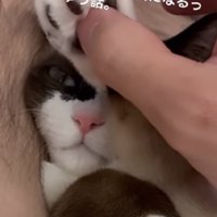 起きていた猫