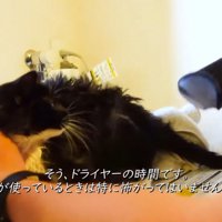 ドライヤーで乾かされる子猫