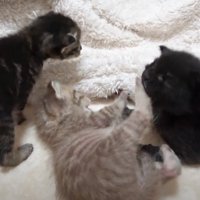 ブランケットの近くに集まる子猫3匹