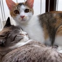 猫に添い寝する三毛猫
