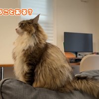 ソファーの背もたれの上に座る猫