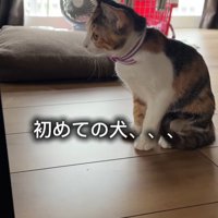 おすわりする猫