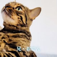 飼い主さんに抱っこされる兄ベンガル