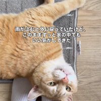 人間の足元に転がる猫