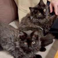 並んで座る2匹の猫