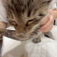 おかゆにおぼれそうな写真