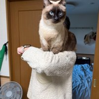 肩の上に乗る猫