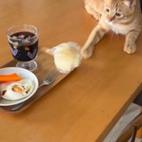 パンを叩き落とす猫