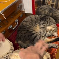 寝ながら演奏を見守る猫%この日は、納得の演奏でしたか？