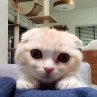 飼い主の脚に手を置く猫