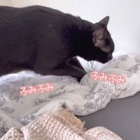 寝床を整えるくまごろう