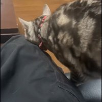 人に甘えている猫