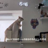 必死な様子の猫