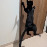 後ろ足を曲げてジャンプする子猫の後ろ姿
