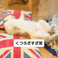 クッションの間で寝てテレビを見ている猫