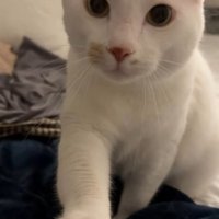 ベッドにいる飼い主に前足を乗せる猫