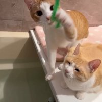 ニョロニョロおもちゃと茶白猫2匹