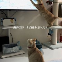 テレビにパンチする猫