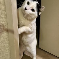 覗き込む猫