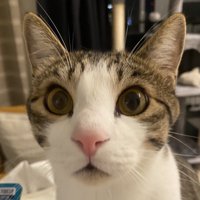 目を丸くした猫