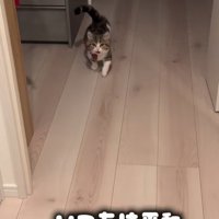 歩いてくる猫