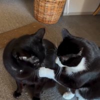 並んで座っている2匹の猫