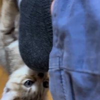 人の足に掴まってぶら下がっている子猫