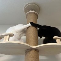 キャットタワーの上でパンチをする白猫と黒猫