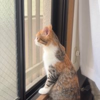 外を眺める猫