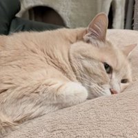 室内にいる猫