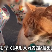 なでられる猫