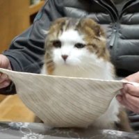 スタイを持ち上げる