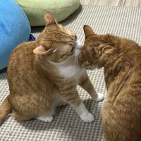 茶トラ猫の頭を舐める茶白猫