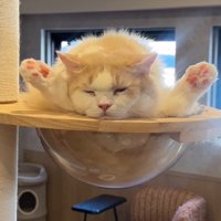 眠そうな猫