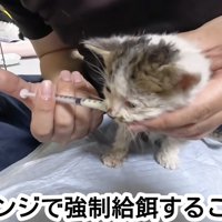 シリンジでミルクを飲む子猫