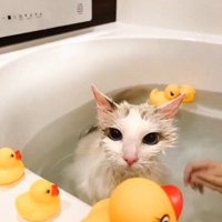 湯船に浸かっている猫