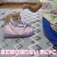 バッグを掴んでいる猫