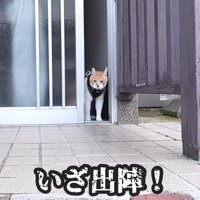 玄関から出る猫
