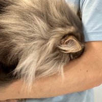 人の腕の中に顔を埋める猫