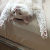 ベッドにいる猫