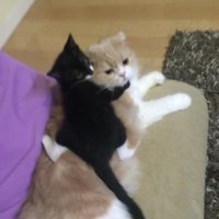 成猫の背中に乗る子猫